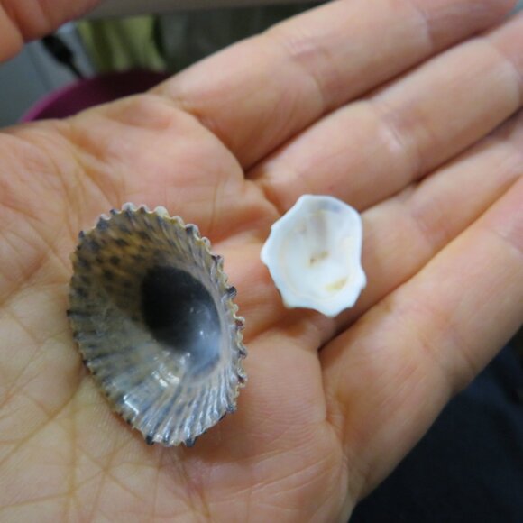 REAL sea shells & blue tumbled glass in NEW glass jar w seal & lid (+2 pounds) - Picture 8 of 16